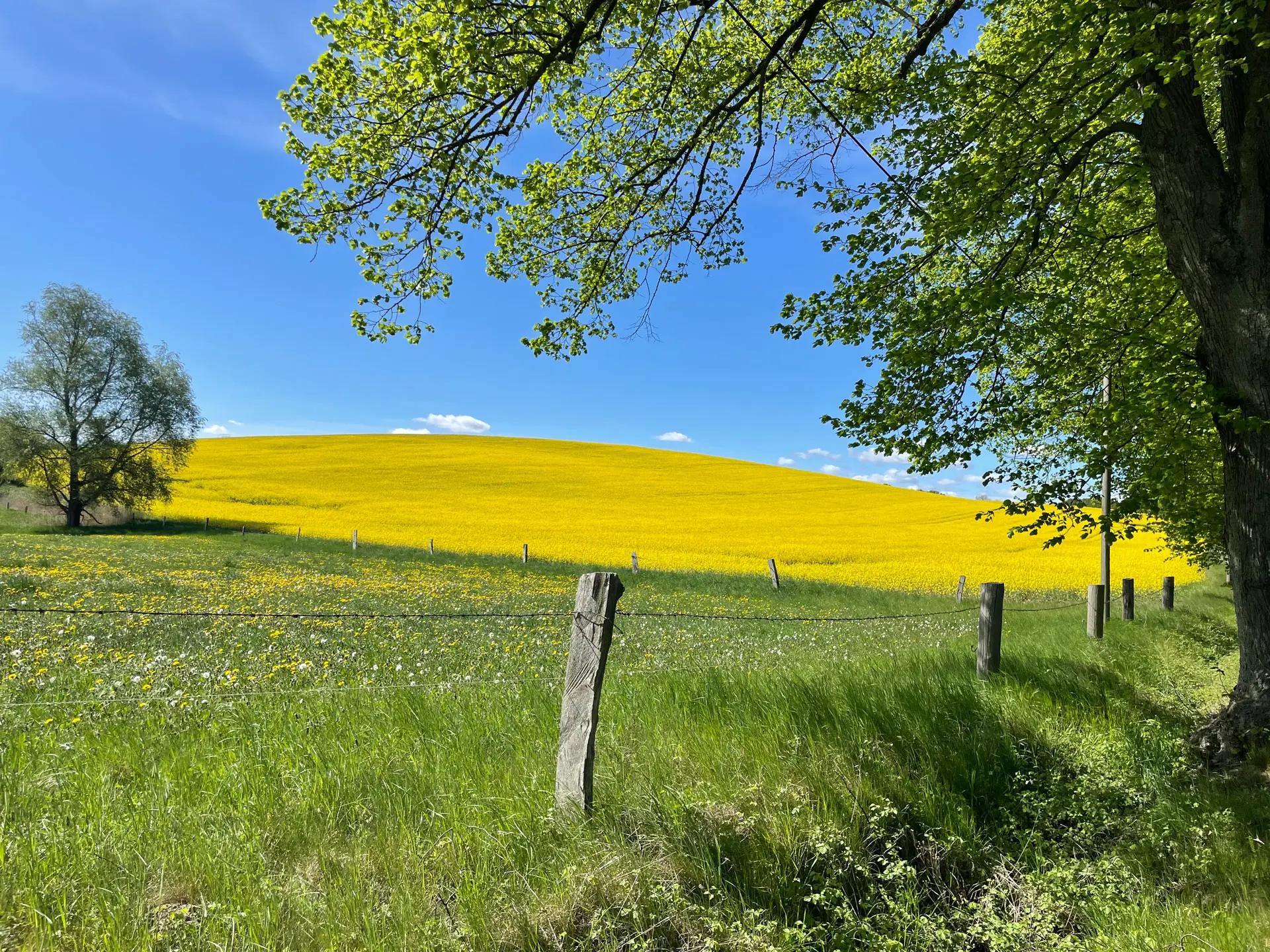 Grundstück in Carinerland angrenzend an gelbem Rapsfeld